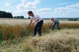 Kooperative Dürnau bei der Weizenernte, wie zu Uropas Zeiten